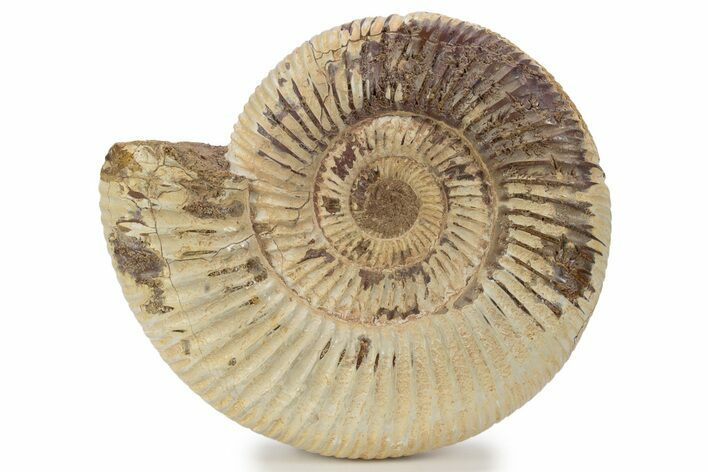 Jurassic Ammonite (Perisphinctes) - Madagascar #241571